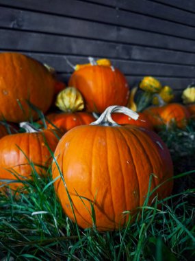 Koyu bir ahşap duvarın önünde yeşil çimlerin üzerinde oturan canlı turuncu balkabakları Cadılar Bayramı kutlamaları için mükemmel bir sonbahar sahnesi oluşturuyor.