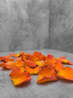 Turuncu ve sarı gül yaprakları pürüzsüz gri bir yüzeye saçılmış, gri bir köşenin minimalist zeminine karşı canlı bir tezat oluşturuyor.