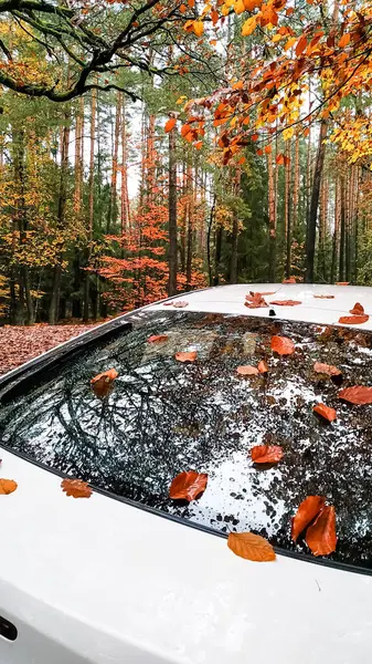 Düşen sonbahar yaprakları, sakin bir ormanda park etmiş beyaz bir arabanın arka camında dinleniyor. Doğada sakin bir sonbahar gününün özünü yakalıyor.