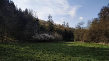 Tuppadly, Czech cumhuriyetindeki sık bir ormanla çevrili canlı yeşil bir çayırın manzarası ilkbaharın erken saatlerinde hafif bir ışıkla yıkanmıştı. Nisan 'da