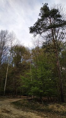 Topely, Czech cumhuriyetindeki yeşil bir ormandan geçen toprak yolun manzarası doğanın güzelliğini gözler önüne seriyor. Nisan 'da