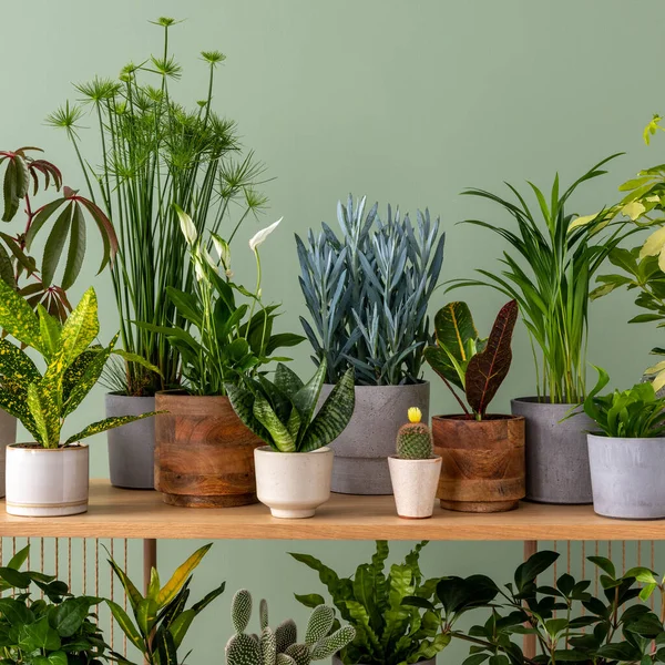 Creative Composition Botanic Home Interior Design Lots Plants Classic Designed — ストック写真
