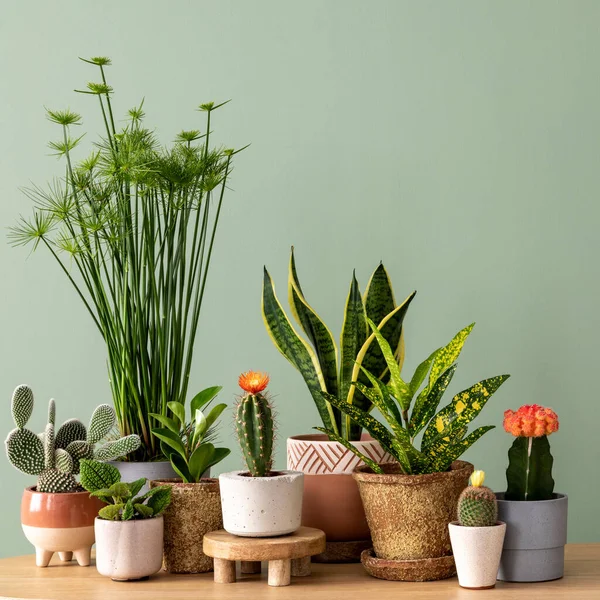 Stylish Composition Home Garden Interior Filled Lot Plants Cacti Succulents — Stok fotoğraf