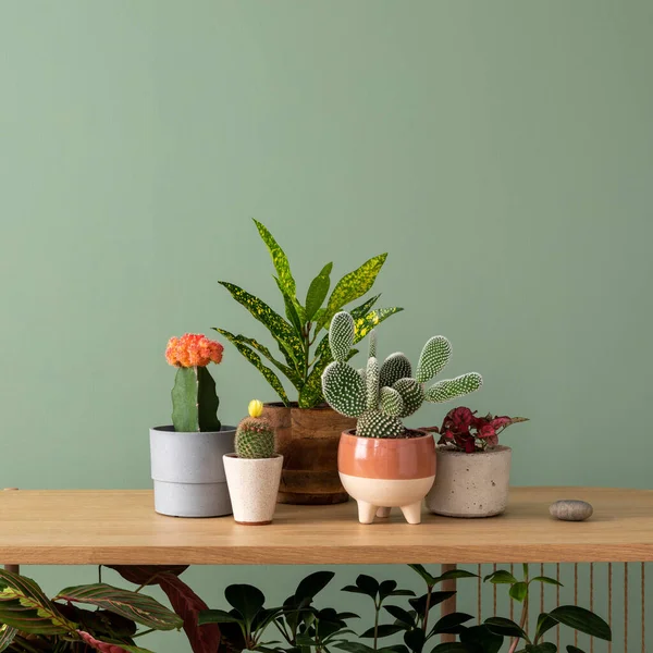 Creative Composition Botanic Home Interior Design Lots Plants Classic Designed — Photo