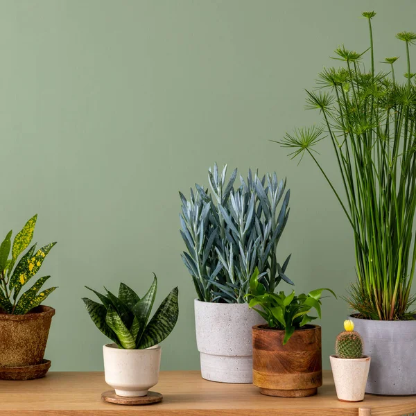 Creative Composition Botanic Home Interior Design Lots Plants Classic Designed — Fotografia de Stock