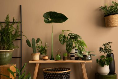 Çiçek saksıları, ahşap tezgah, siyah sepet, yeşil yapraklı vazo, kahverengi duvar ve kişisel aksesuarlarla iç mekanların botanik kompozisyonu. Ev dekoru. Şablon.