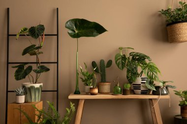 Oturma odasının sıcak ve rahat kompozisyonu botanik alanı, saksıdaki bitkiler, yapraklı vazo, ahşap bank, kahverengi duvar ve kişisel aksesuarlar. Ev dekoru. Şablon.