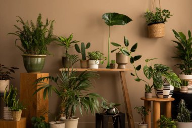 Botanik alanı olan rahat bir oturma odasının yaratıcı kompozisyonu, saksılarda bitkiler, yapraklı vazo, ahşap bank, kahverengi duvar ve kişisel aksesuarlar. Ev dekoru. Şablon.