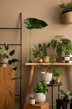 Botanik alanı olan rahat bir oturma odasının yaratıcı kompozisyonu, saksılarda bitkiler, yapraklı vazo, ahşap bank, kahverengi duvar ve kişisel aksesuarlar. Ev dekoru. Şablon.