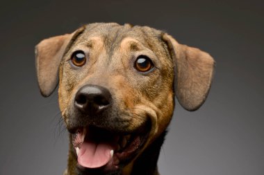 Mixed breed sweet brown dog headshot in a grey wall studio