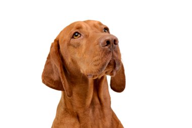 Magyar Vizsla in white background photo studio