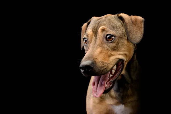 混合品種甘い茶色の犬混合品種甘い茶色の犬見て左に暗い背景Studii ストック写真