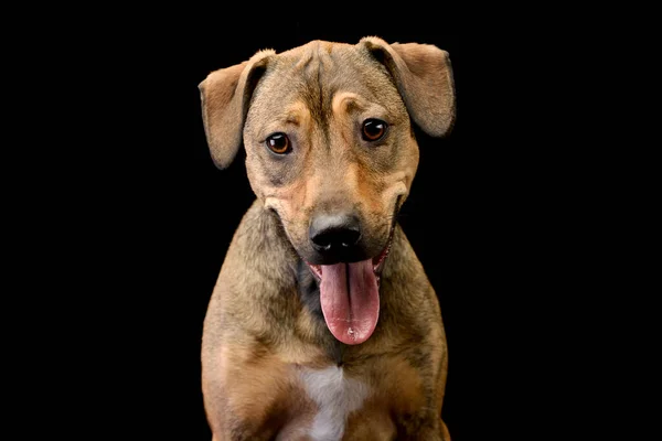 Mixed Breed Sweet Brown Dog Looking Dark Background Stock Snímky