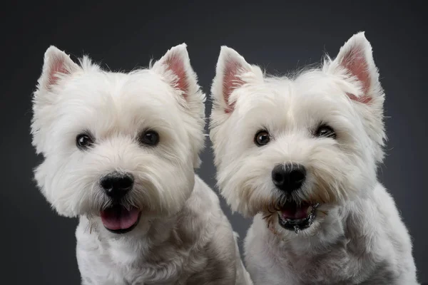 Cute West Highland Terrier Smiling Studio Rechtenvrije Stockfoto's