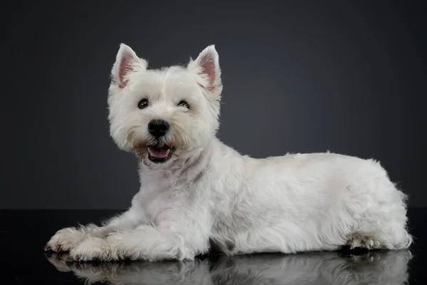 Sød Vest Highland Terrier Smilende Sort Baggrund Royaltyfrie stock-fotos