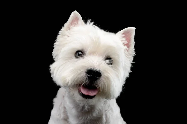 Cute West Highland Terrier Smiling Black Background Stockfoto