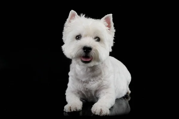 Cute West Highland Terrier Smiling Black Background Stock Obrázky