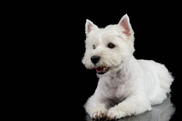Sød Vest Highland Terrier Smilende Sort Baggrund Royaltyfrie stock-billeder