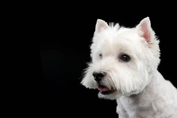 Cute West Highland Terrier Smiling Black Background Royalty Free Stock Fotografie