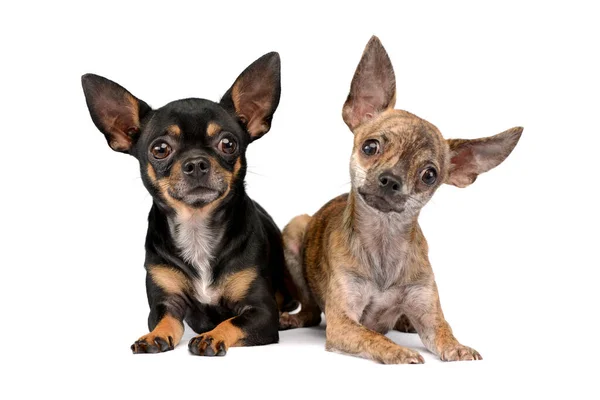 Søde Chihuahuas Liggende Hvidt Fotostudie Royaltyfrie stock-fotos