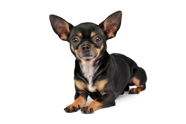 Cute Chihuahua Looks You White Photo Studio Imagen De Stock
