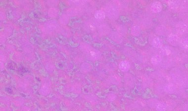 Çeşitli tasarım için pembe arkaplan pankartı metin veya resimleriniz için kopyalama alanı ile çalışır