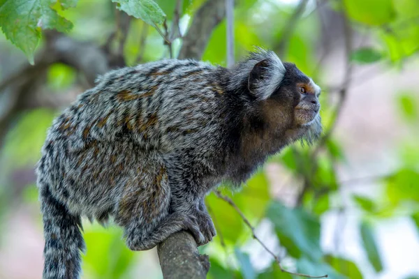 Das Äffchen Callithrix Jacchus Das Kleine Süße Äffchen Weißohriger Affe — Stockfoto