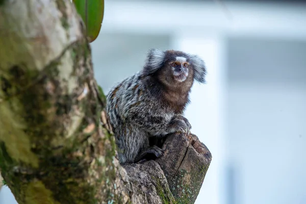 Malá Opička Stromě Marmoset Opice Nebo Mico Estrela Portugalštině Nejmenší — Stock fotografie