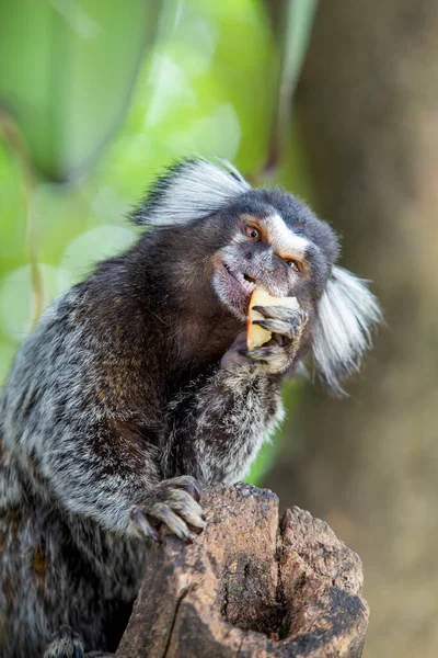 Ağaçta Meyve Yiyen Bir Maymun Küçük Maymun Marmoset Küçük Primatlar — Stok fotoğraf