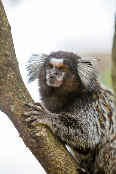 Das Äffchen Callithrix Jacchus Das Kleine Süße Äffchen Weißohriger Affe — Stockfoto
