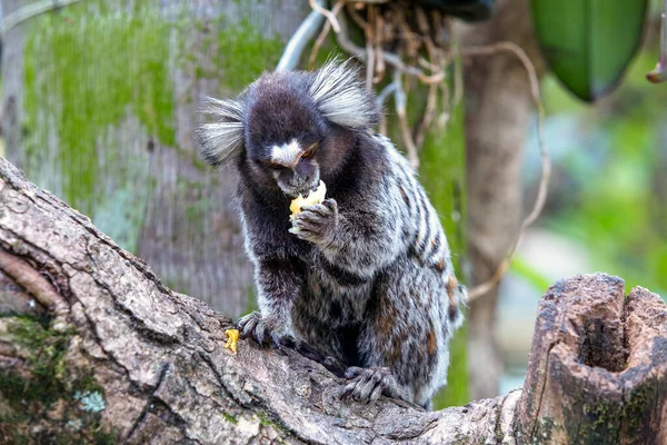 Macaco Numa Árvore Comer Uma Fruta Pequeno Marmoset Macaco Primatas — Fotografia de Stock