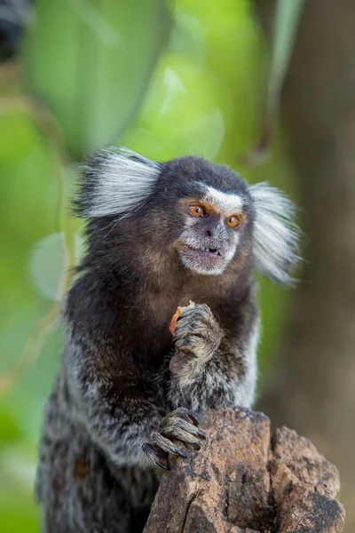 Mono Árbol Comiendo Una Fruta Pequeño Mono Marmoset Los Primates — Foto de Stock