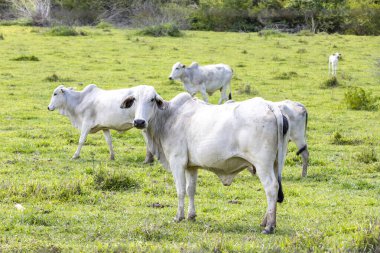 Nelore ineği Brezilya 'nın kırsal kesimlerinde otluyor.