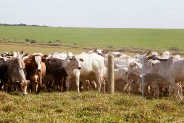 Brezilya 'nın Sao Paulo eyaletinin kırsal kesiminde arka planda sığırları olan yeni dikenli teller.