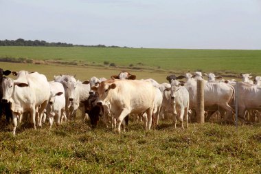Brezilya 'nın Sao Paulo eyaletinin kırsal kesiminde arka planda sığırları olan yeni dikenli teller.