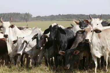 Çiftlikteki otlaklarda sığırlar. Sao Paulo eyaletinin kırsal kesimi, Brezilya