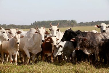Çiftlikteki otlaklarda sığırlar. Sao Paulo eyaletinin kırsal kesimi, Brezilya
