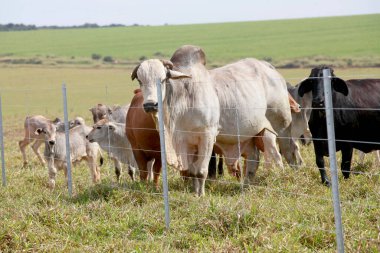 Brezilya 'nın Sao Paulo eyaletinin kırsal kesiminde arka planda sığırları olan yeni dikenli teller.