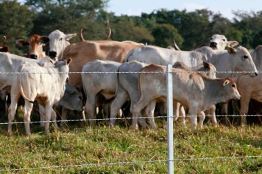 Brezilya 'nın Sao Paulo eyaletinin kırsal kesiminde arka planda sığırları olan yeni dikenli teller.