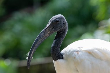 close up of black headed ibis bird looking at camera with blurred green background