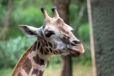 Front on view of a giraffe against green foliage