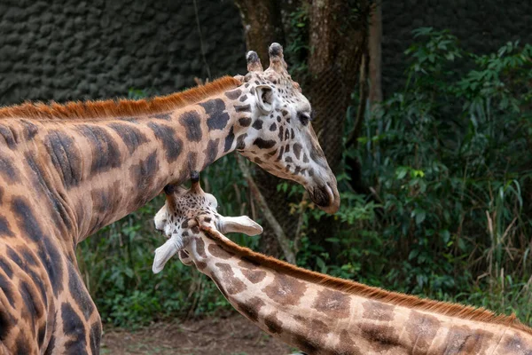 Beautiful touching moment. Mother giraffe plays and caresses her calf