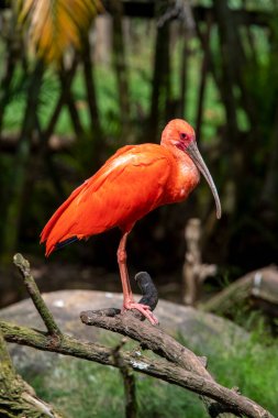 Closeup of scarlet ibis with on tree trunk over forest background. Brazil