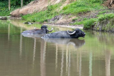 Buffaloes in a region of flooded fields in the state of Para, Amazon region in northern Brazil.
