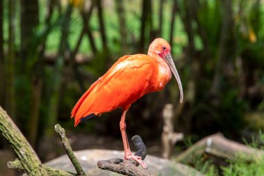 Closeup of scarlet ibis with on tree trunk over forest background. Brazil