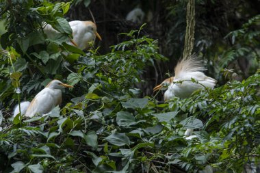 Cattle Egret, Bubulcus ibis, nest in the Atlantic Forest, Brazil