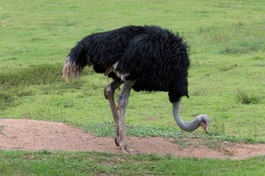 An ostrich (Struthio camelus - family Struthionidae, of flightless birds) walks in the pasture looking for food. Brazil
