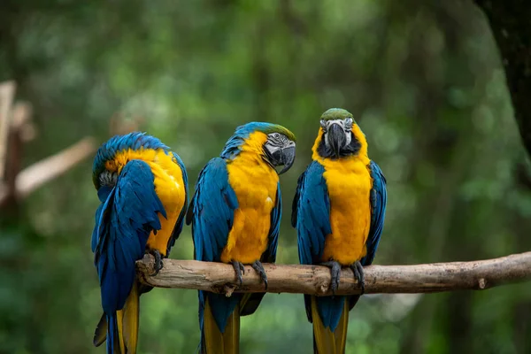 three blue and yellow macaw perched on a tree branch with blurred green background. Species Ara ararauna also known as Arara Caninde. It is the largest parrot in South America