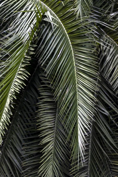 Pálmalevelek Trópusi Egzotikus Pálma Esőerdők Trópusi Erdők Vegetációja — Stock Fotó