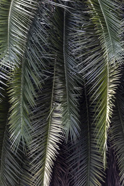 palm leaves - tropical exotic palm - rain forest plants - vegetation of tropical forest